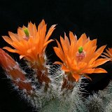 Echinocereus salm-dyckianus ex salmianus JLcoll.1258.JPG